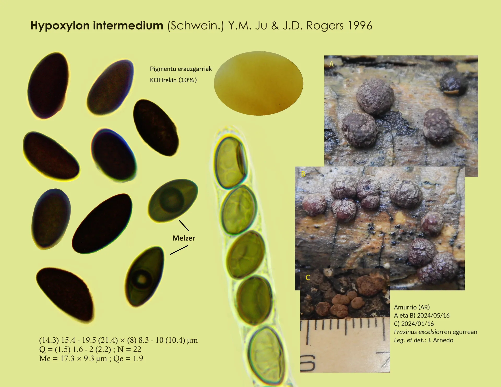 Microscopía de Hypoxylon fraxinophilum - Hypoxylon intermedium